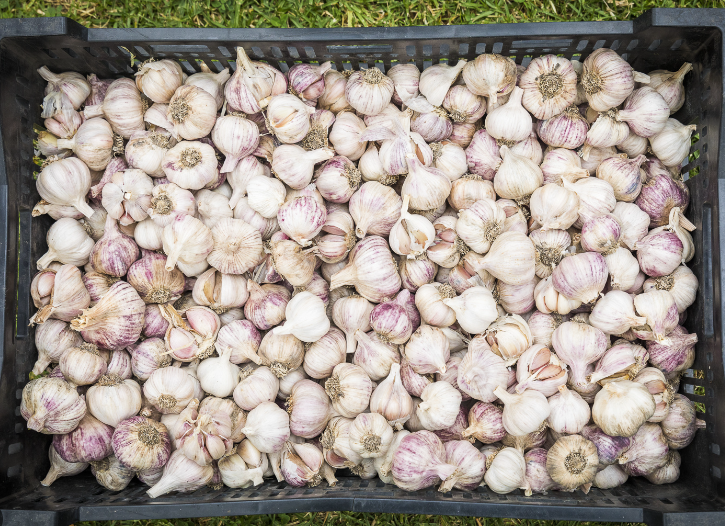 Meeniyan Garlic Festival